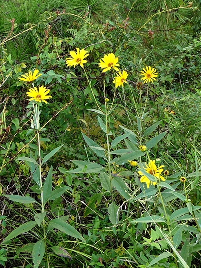 {Helianthus pauciflorus}